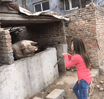 <br />
<b>Warning</b>:  array_search() expects parameter 2 to be array, boolean gi