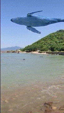 北冥有鱼其名为鲲原文，北海有鱼 其名为鲲