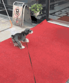 看到龙的人会怎么样，看见龙龙的图片