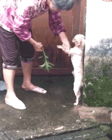 送榴莲给女朋友的含义，爱吃榴莲的人什么心理