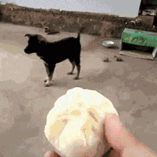 我的惹火女房东，我与美丽的女房东