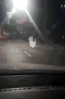 搞笑啦gif110，搞笑gif笑